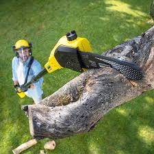 Best Hazardous Tree Removal  in Walnut Park, CA